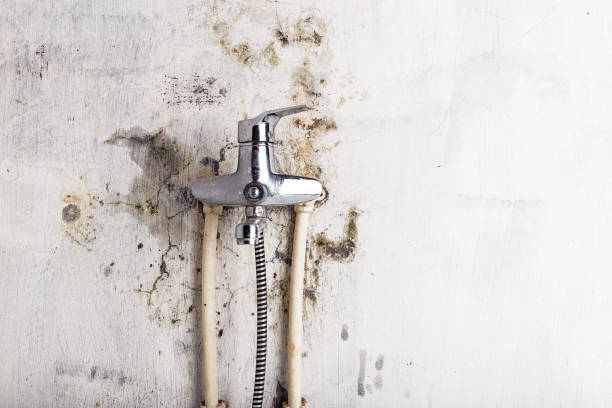 Best Best Mold Removal Companies  in Quincy, IL
