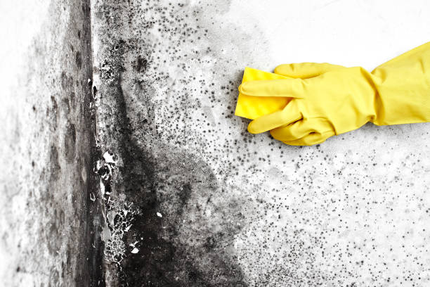 Best Commercial Mold Removal  in Quincy, IL