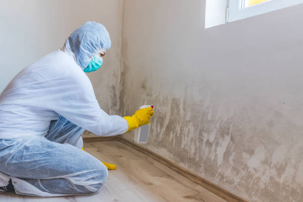 Mold Removal Process in Quincy, IL