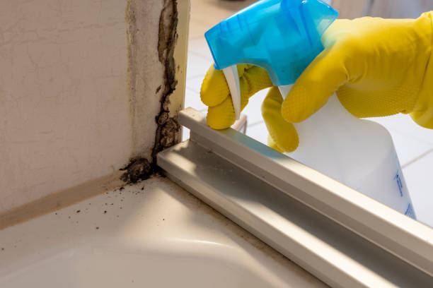 Best Home Mold Removal  in Quincy, IL