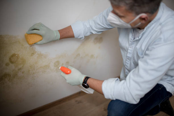 Home Mold Removal in Quincy, IL