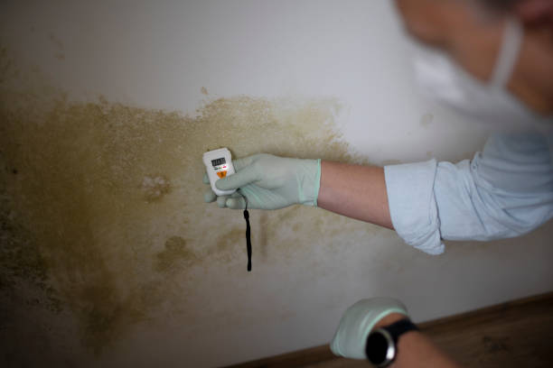 Best Mold Testing  in Quincy, IL