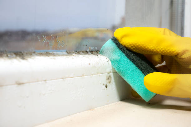 Best Local Mold Removal Service  in Quincy, IL
