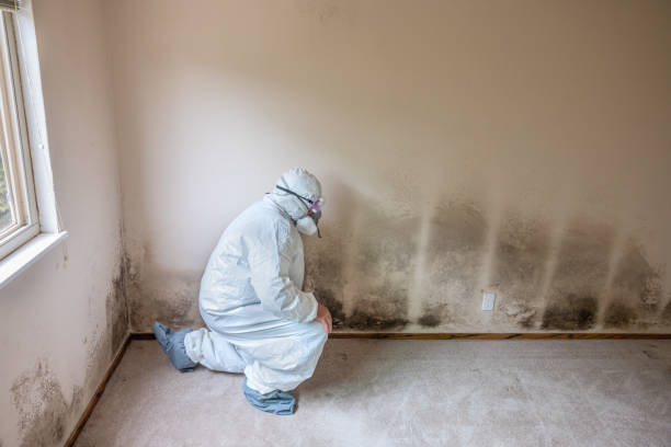 Best Black Mold Removal  in Quincy, IL