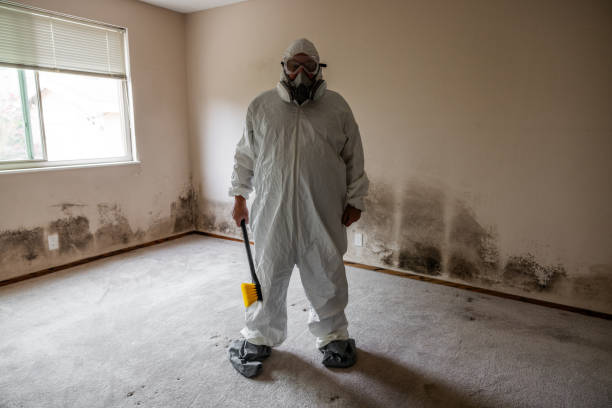 Best Office Mold Removal Services  in Quincy, IL