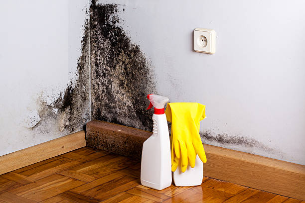 Best Same-Day Mold Removal  in Quincy, IL