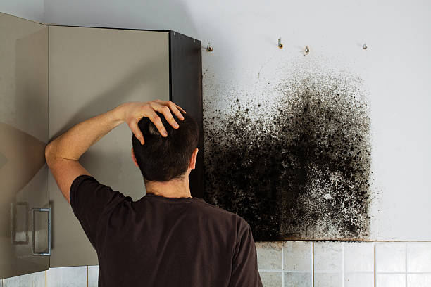 Best Certified Mold Removal  in Quincy, IL