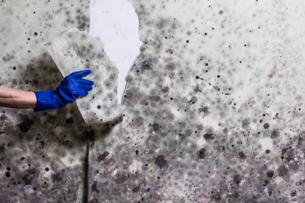 Best Mold Testing  in Quincy, IL