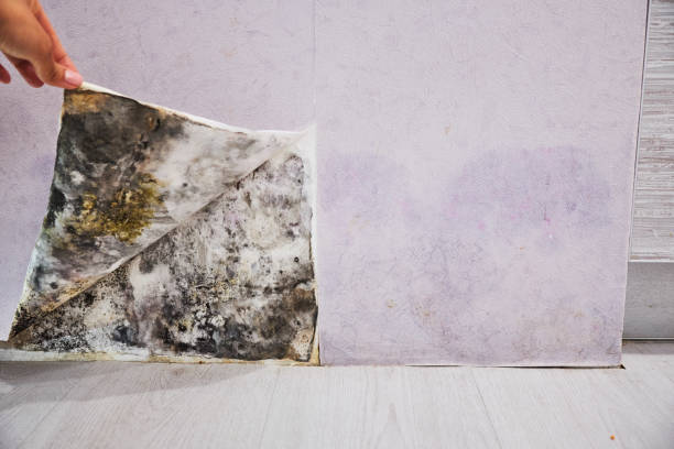 Quincy, IL Mold Removal Company